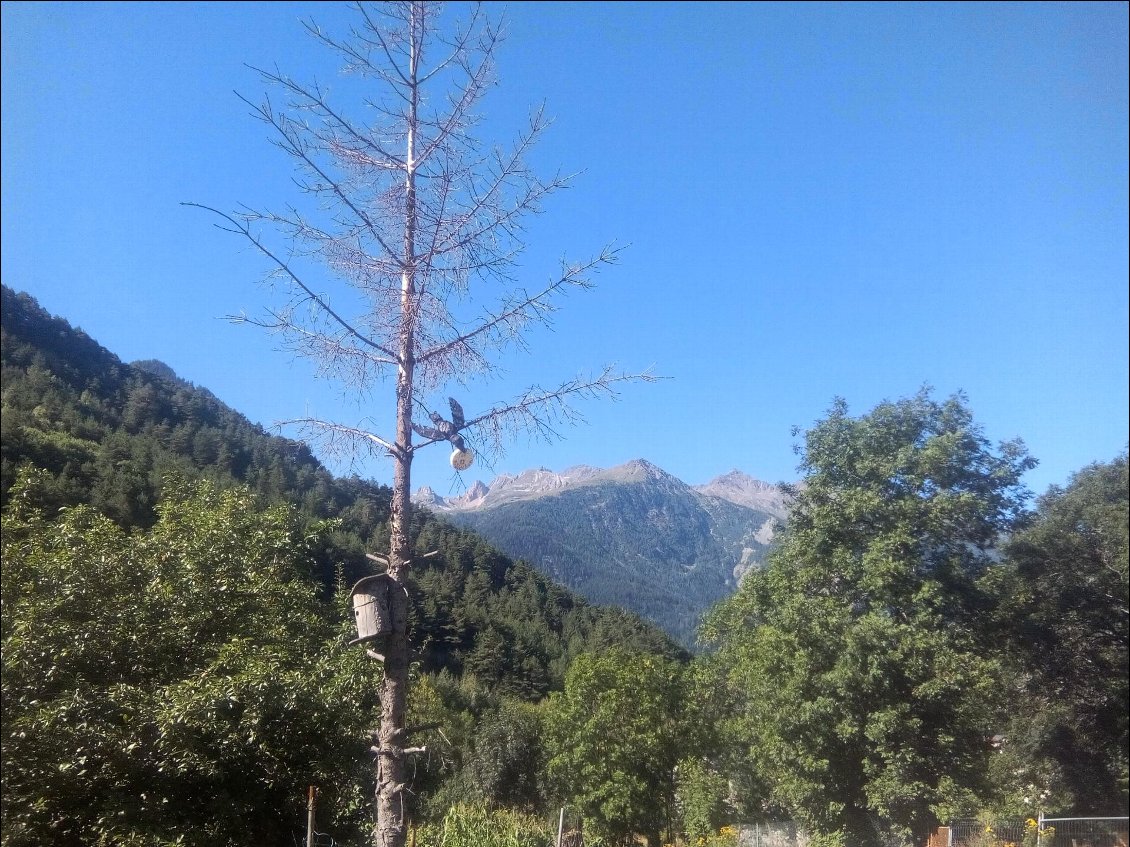 Je n'ai pas vu de renard sur le chemin du petit bonheur.