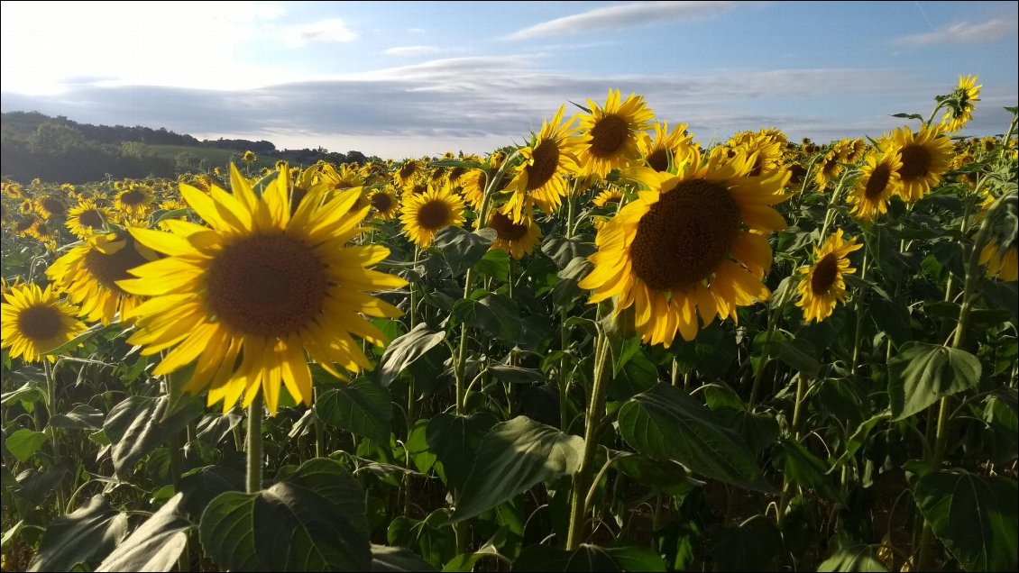 La Gascogne et ses tournesols