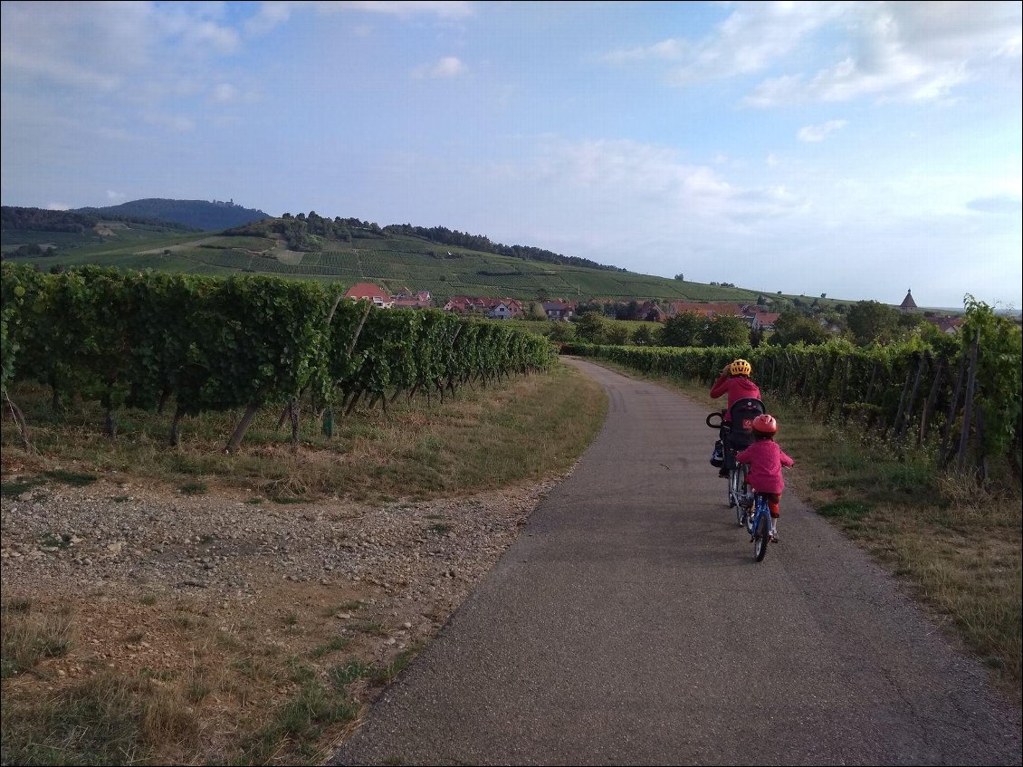 Encore dans les vignes