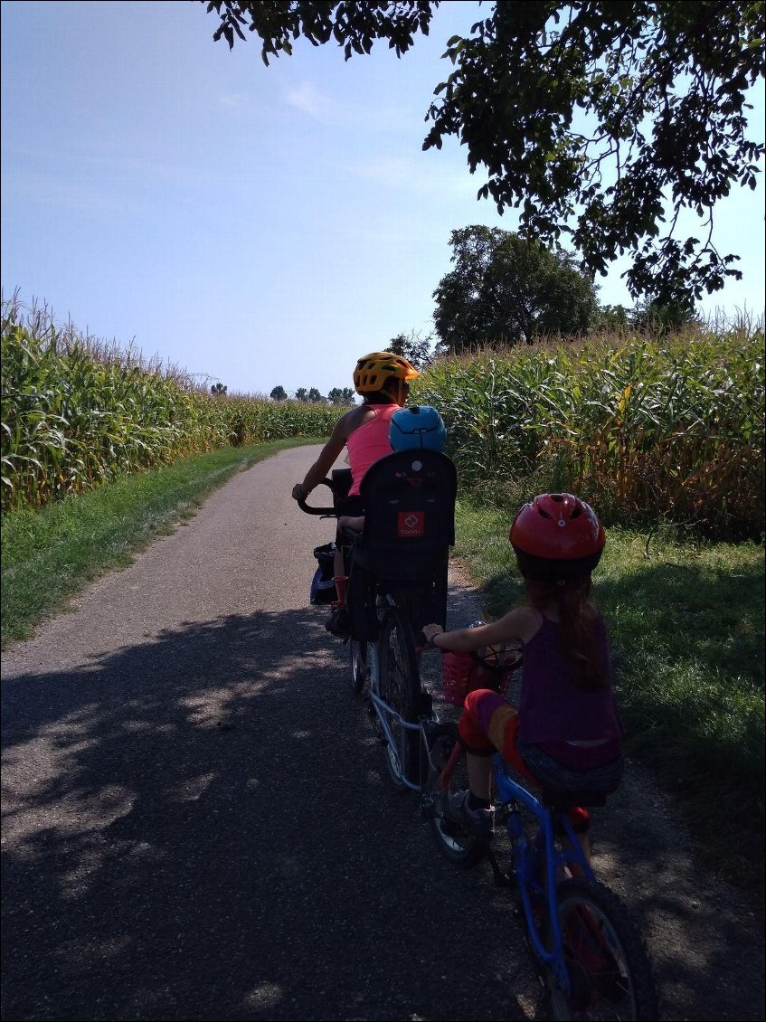 Les champs de maïs avant Neuf Brisach