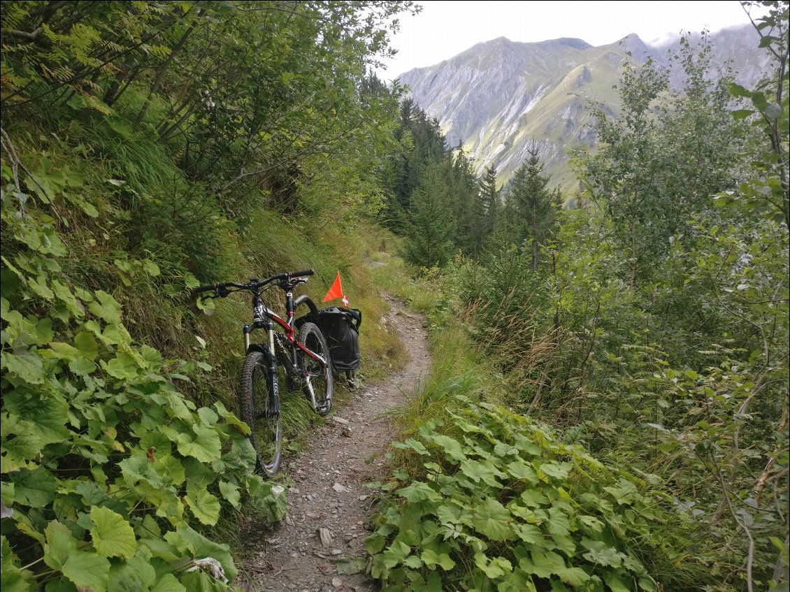 Petite portion de single (sentier <50cm de large). Le top!