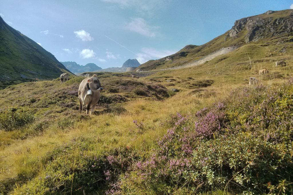 Les vaches sont jamais loin!