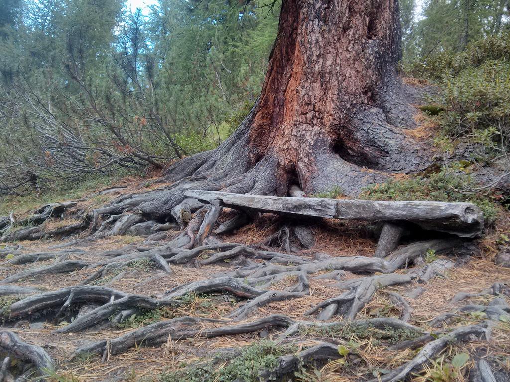 De beaux arbres sur la montée au refuge