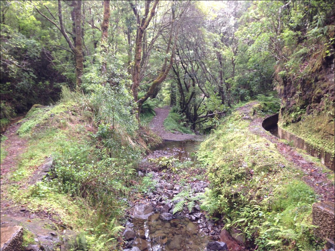 Première randonnée le long du levada Riberio frio