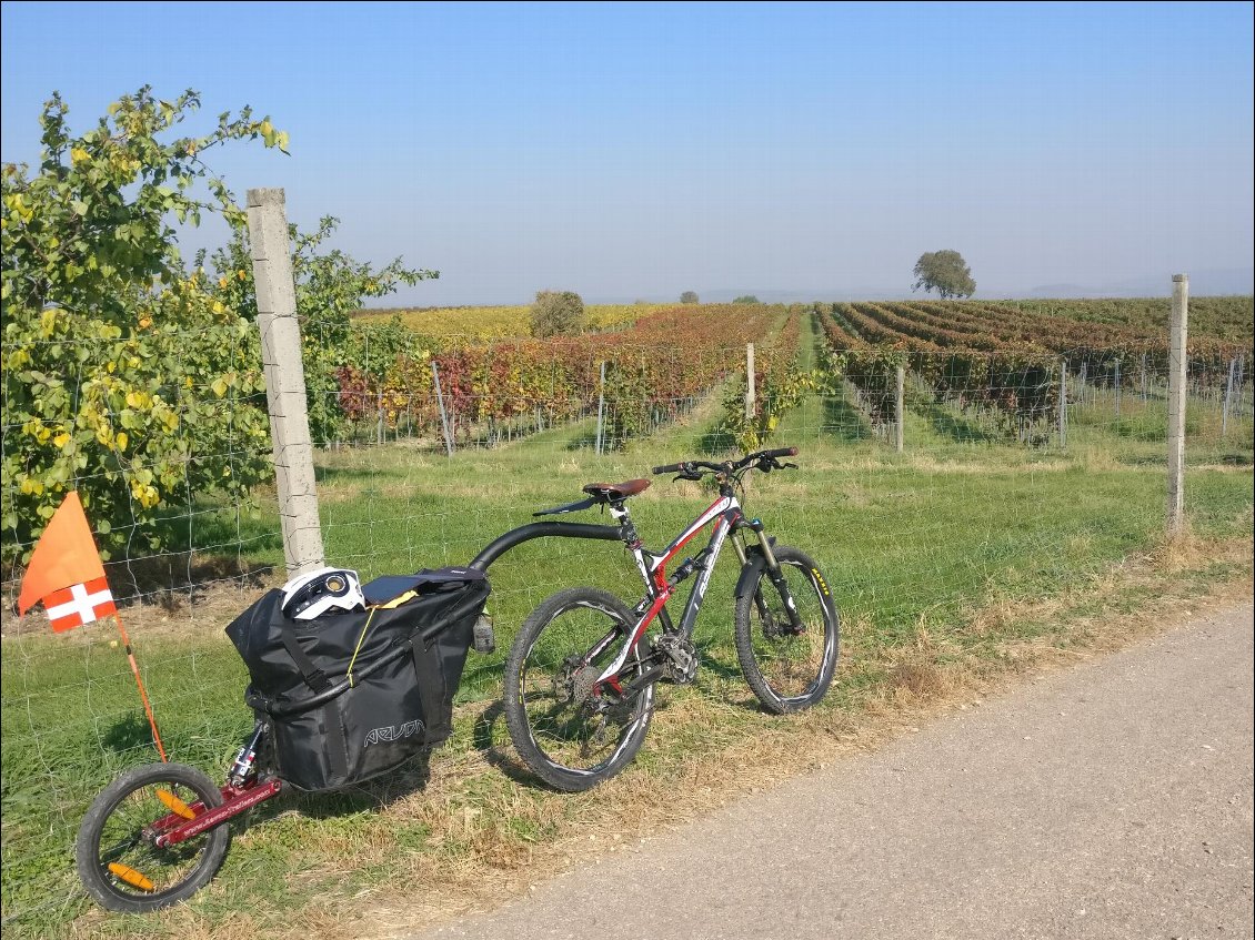 Dans les vignobles de Langenlois