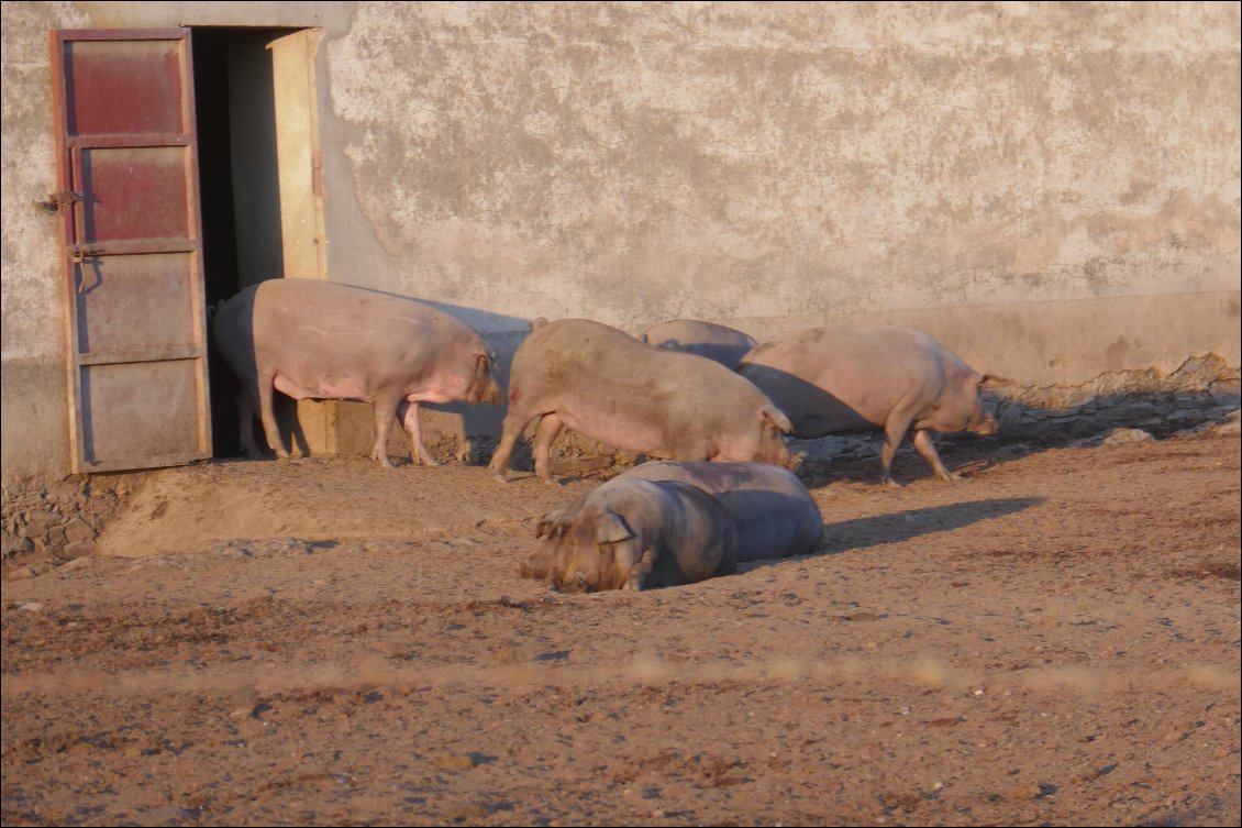 elevage de cochons. Ceux-là sont en semi-liberté.