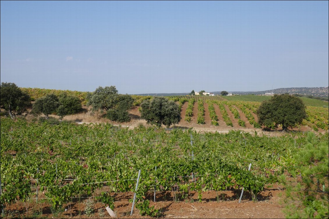 Traversée des vignobles.