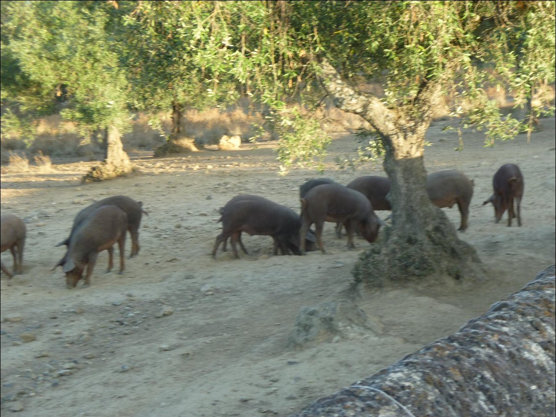 Ici le cochon ibérique est en liberté sous les chênes