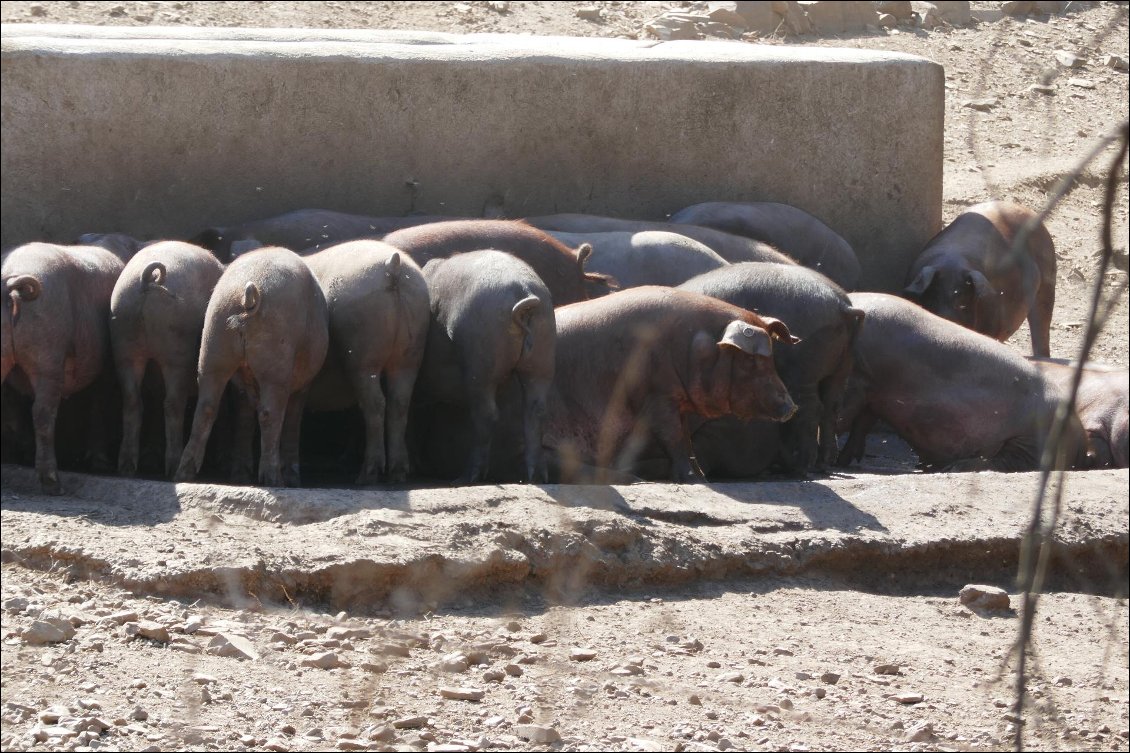 Cochons à l'abreuvoir