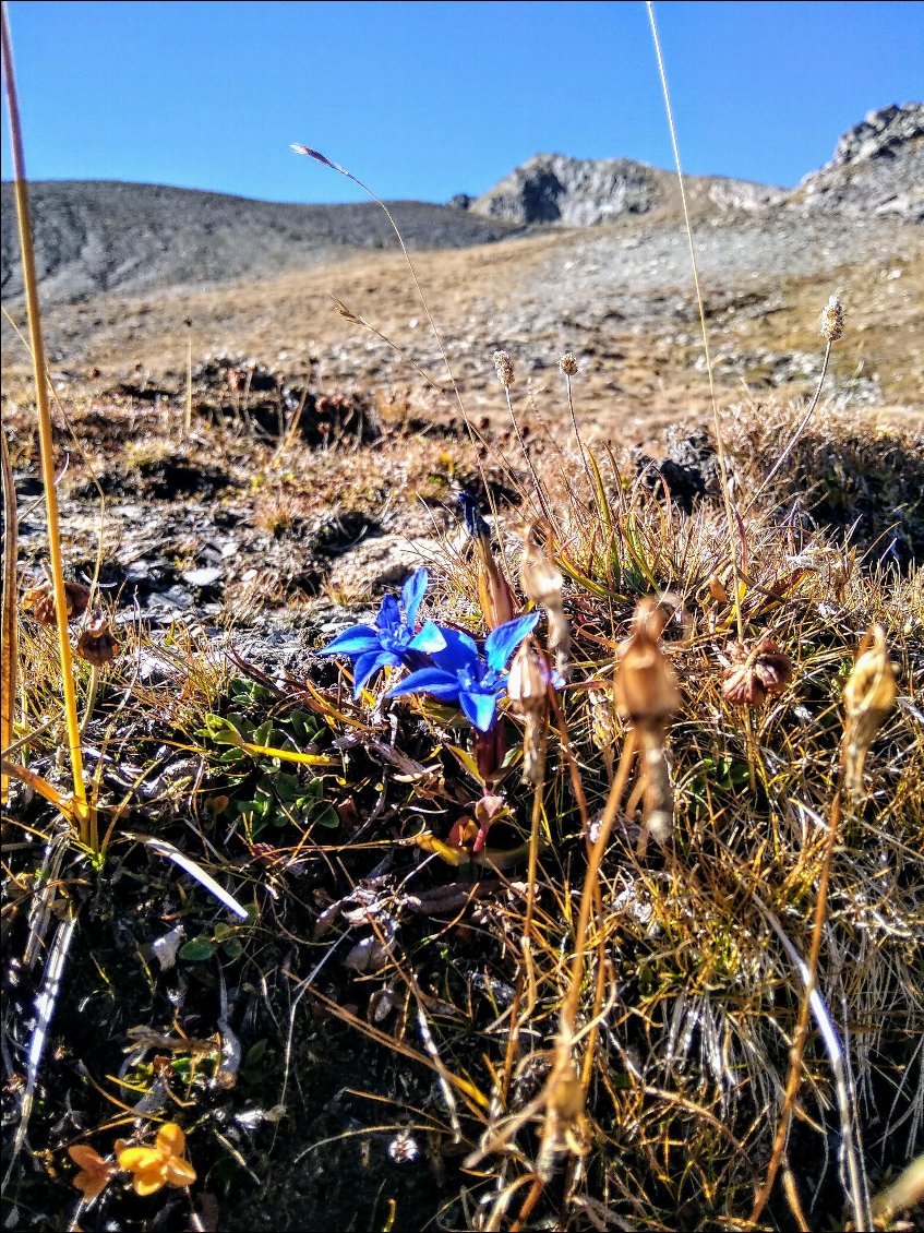 tite fleur bleue