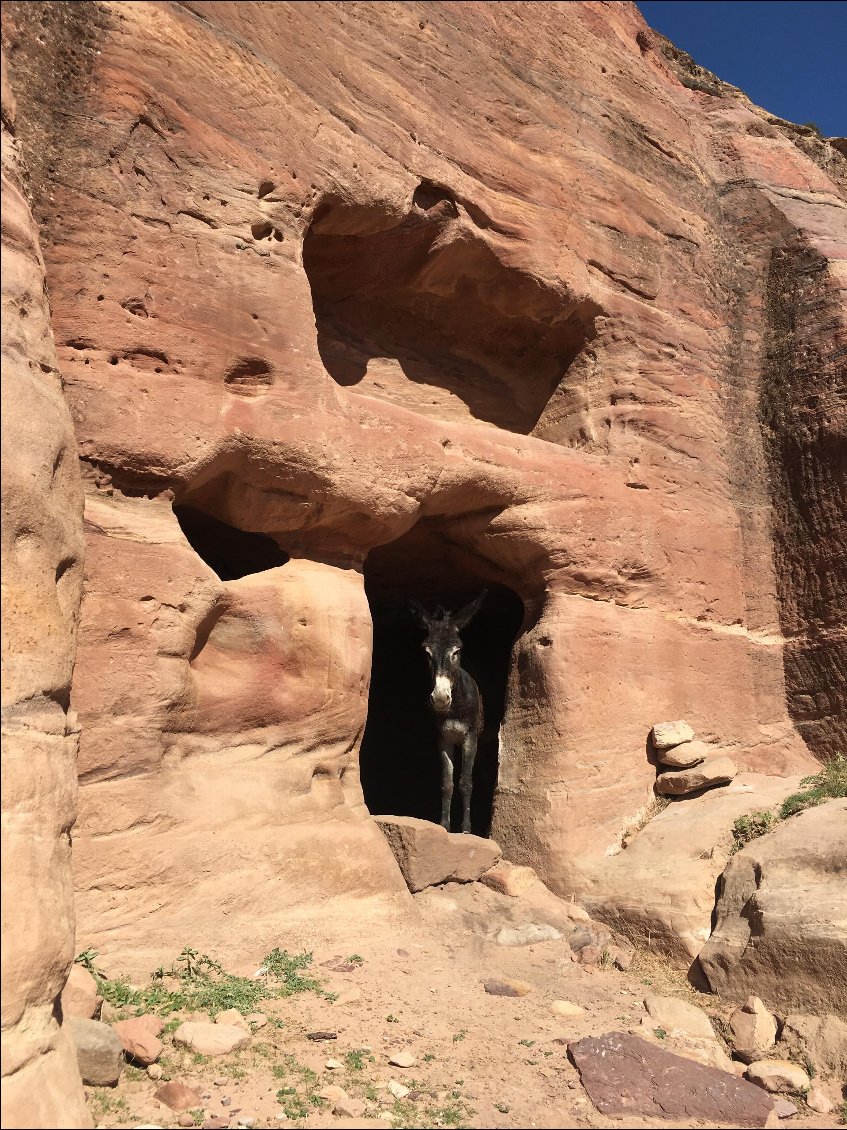 Le long du Wadi al Farasa. Nous ne sommes pas les seules à rechercher la fraîcheur....