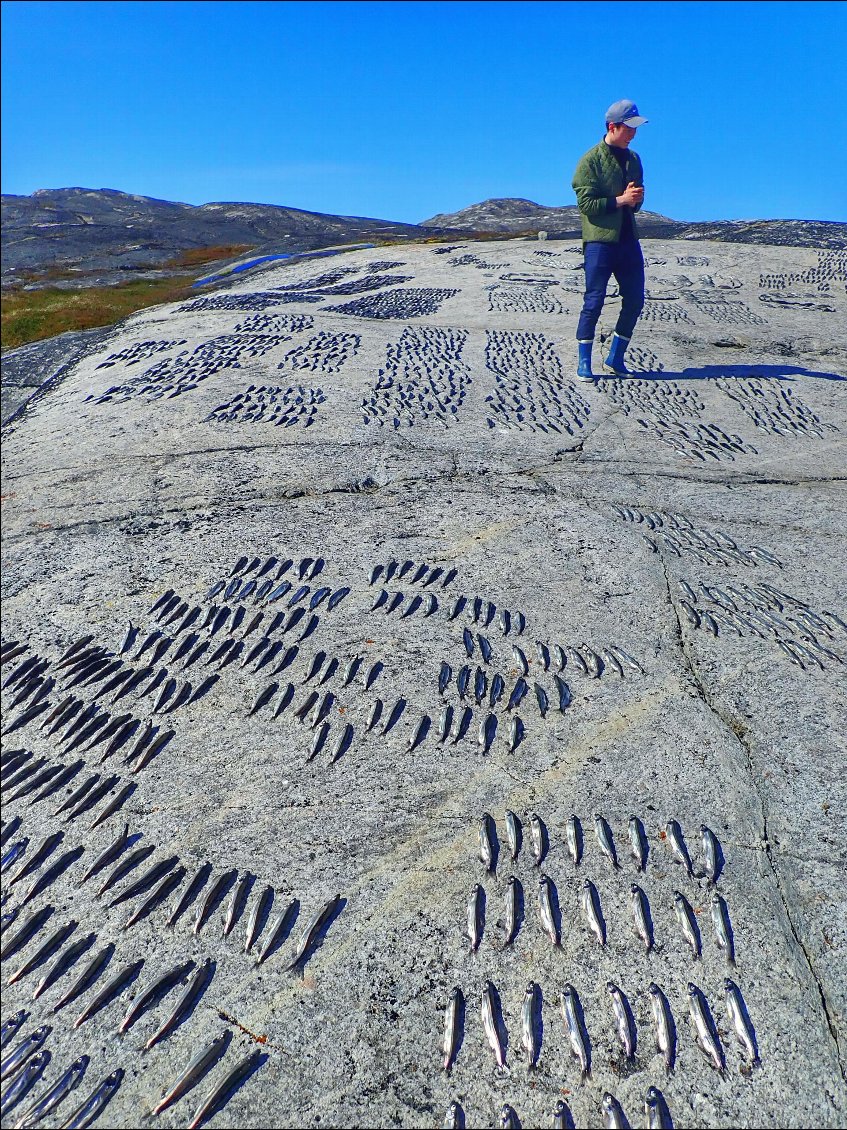 Séchage de capelans (petits poissons de l’océan Glacial Arctique qui migrent vers le nord pendant l’été).
Ils serviront de repas pendant l’hiver.