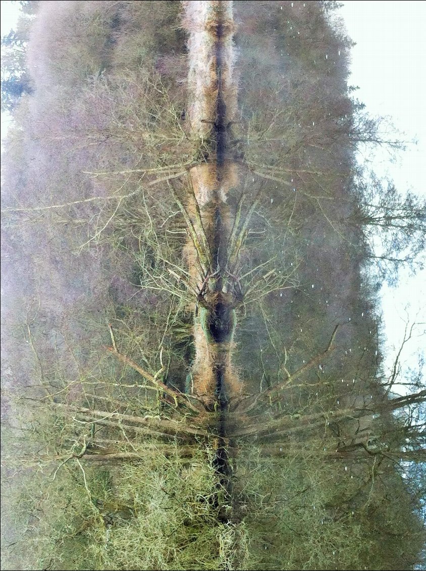 Une autre vision des choses...
En hommage à Alice Guilbaud, artiste photographe