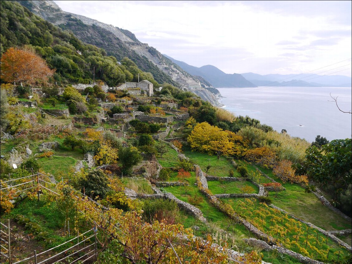Corse