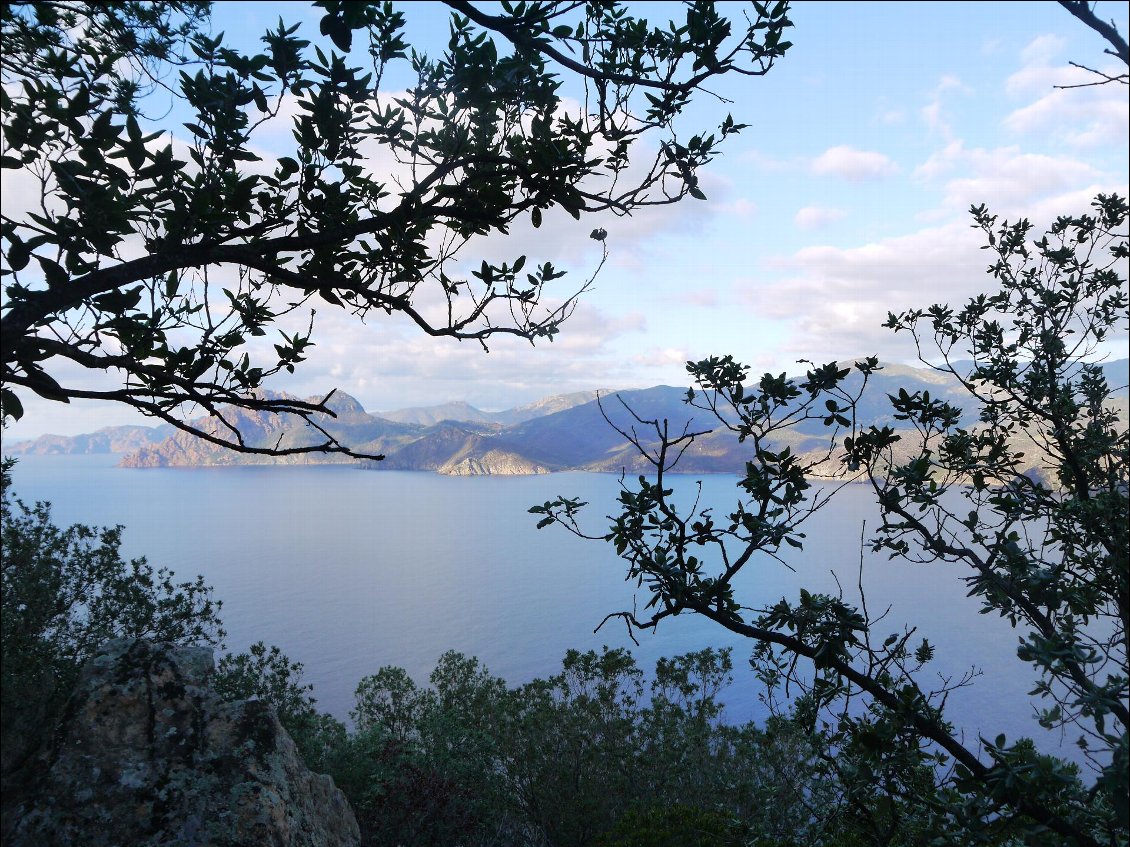 Corse