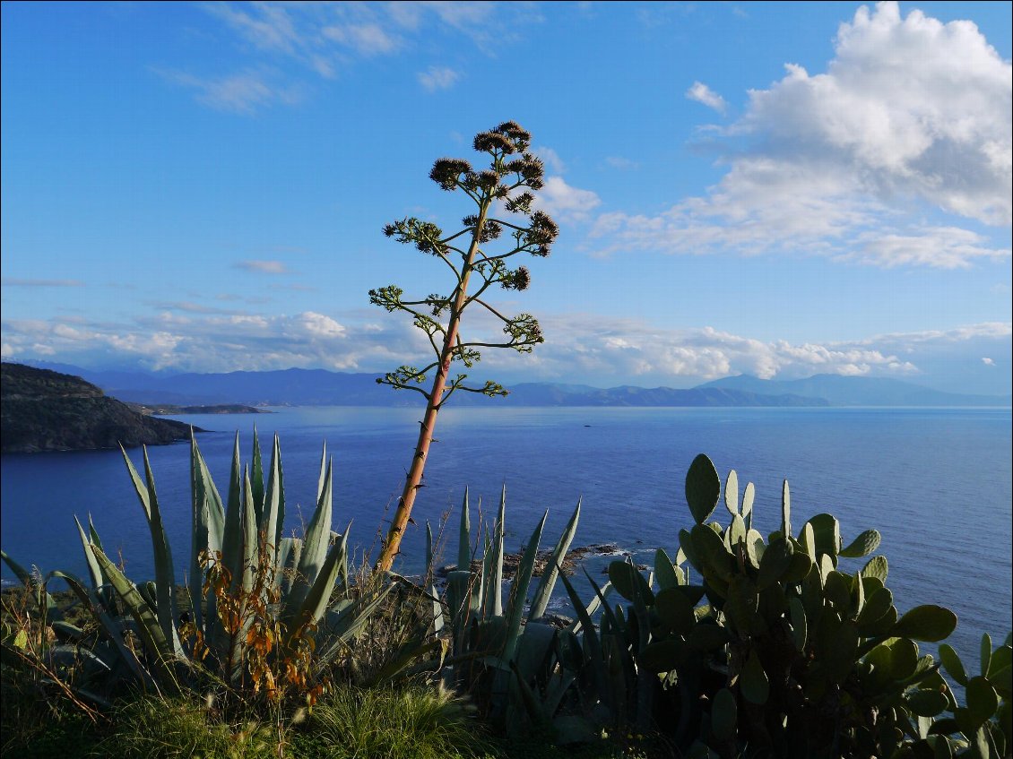Corse