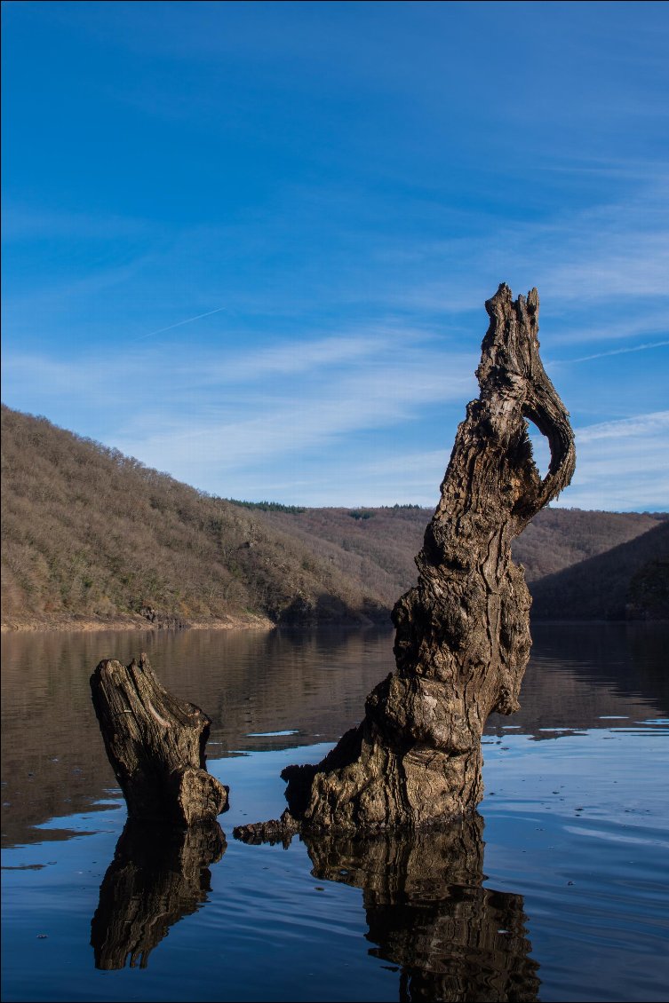 Malgré des décennies à baigner,quelques troncs d'arbres subsistent.