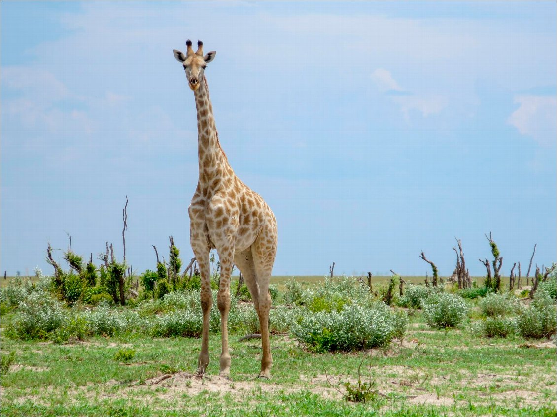 À travers l'Afrique à vélo, une année d’aventures avec un grand A !
Photo : Olivier Desmaison