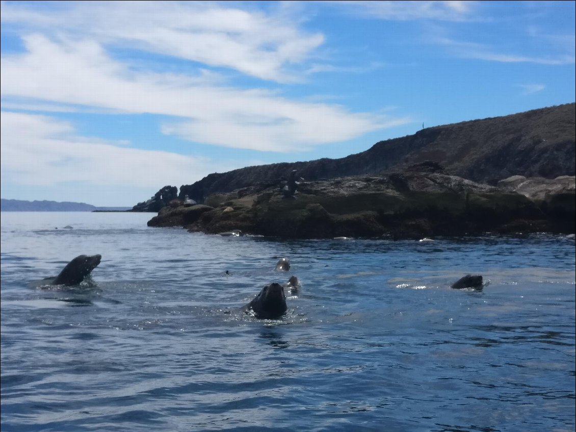 Les otaries ne sont pas indifférentes à ma présence!