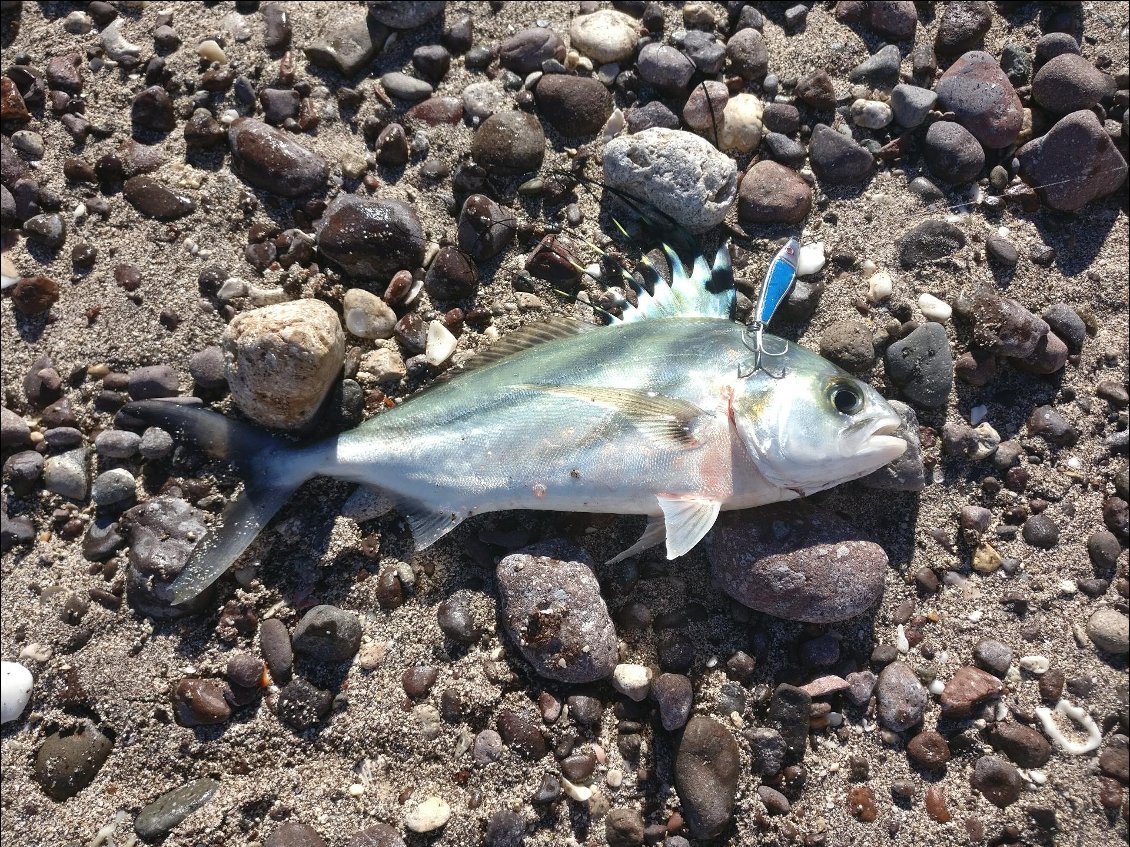 Joli poisson que j'ai remis à l'eau