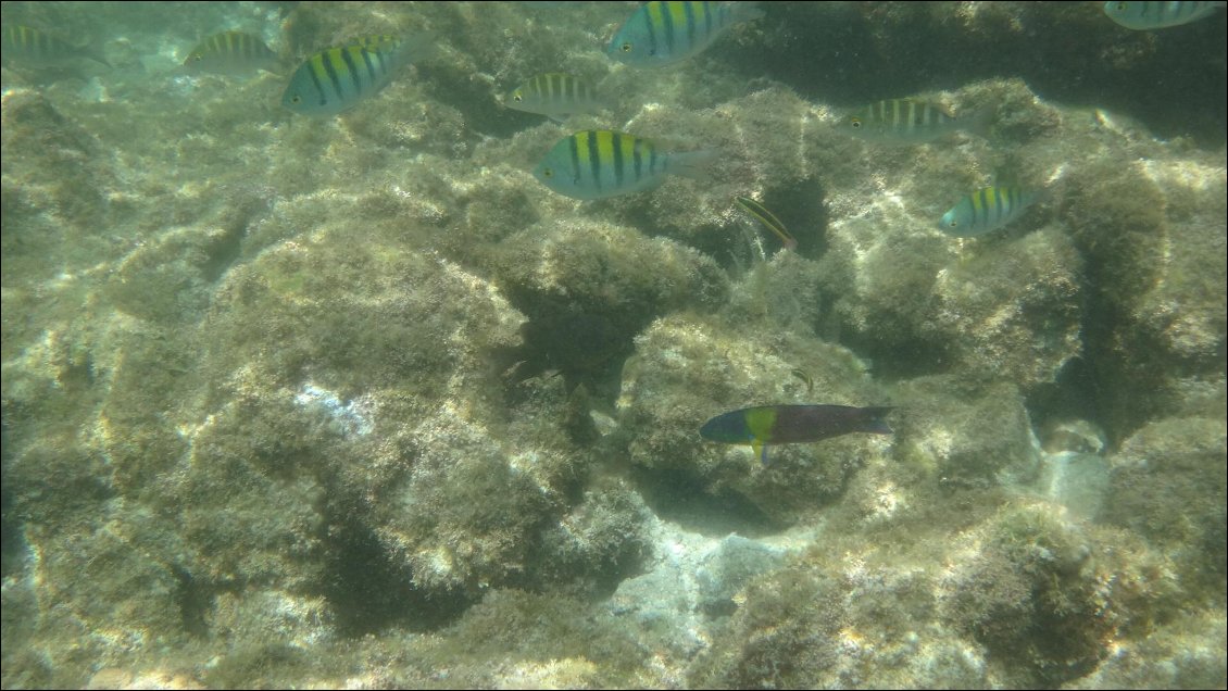 De bas en haut: Cortez Rainbow Wrasse (girelle commune) le male et la femelle qui ne se ressemblent pas du tout - pleins de Panamic Sergeant Major