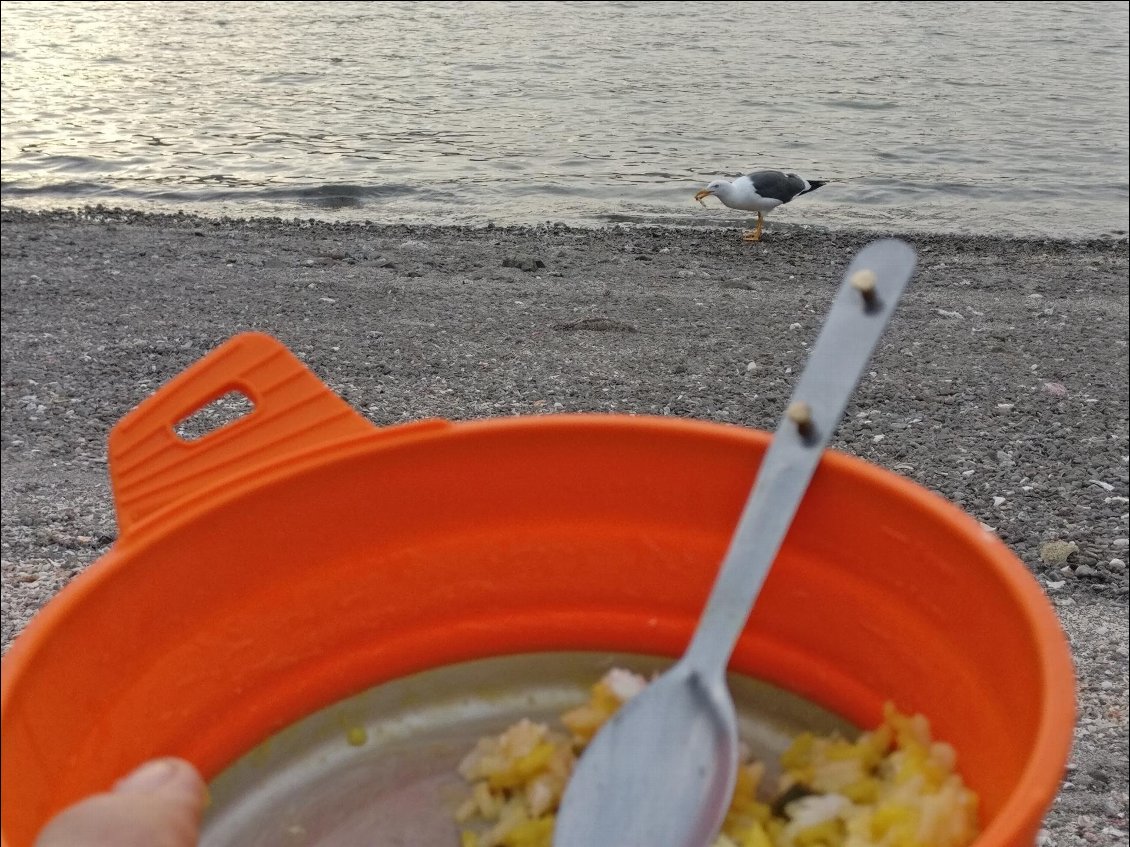 Il y a toujours un copain goéland pour apprécier les restes de poisson!