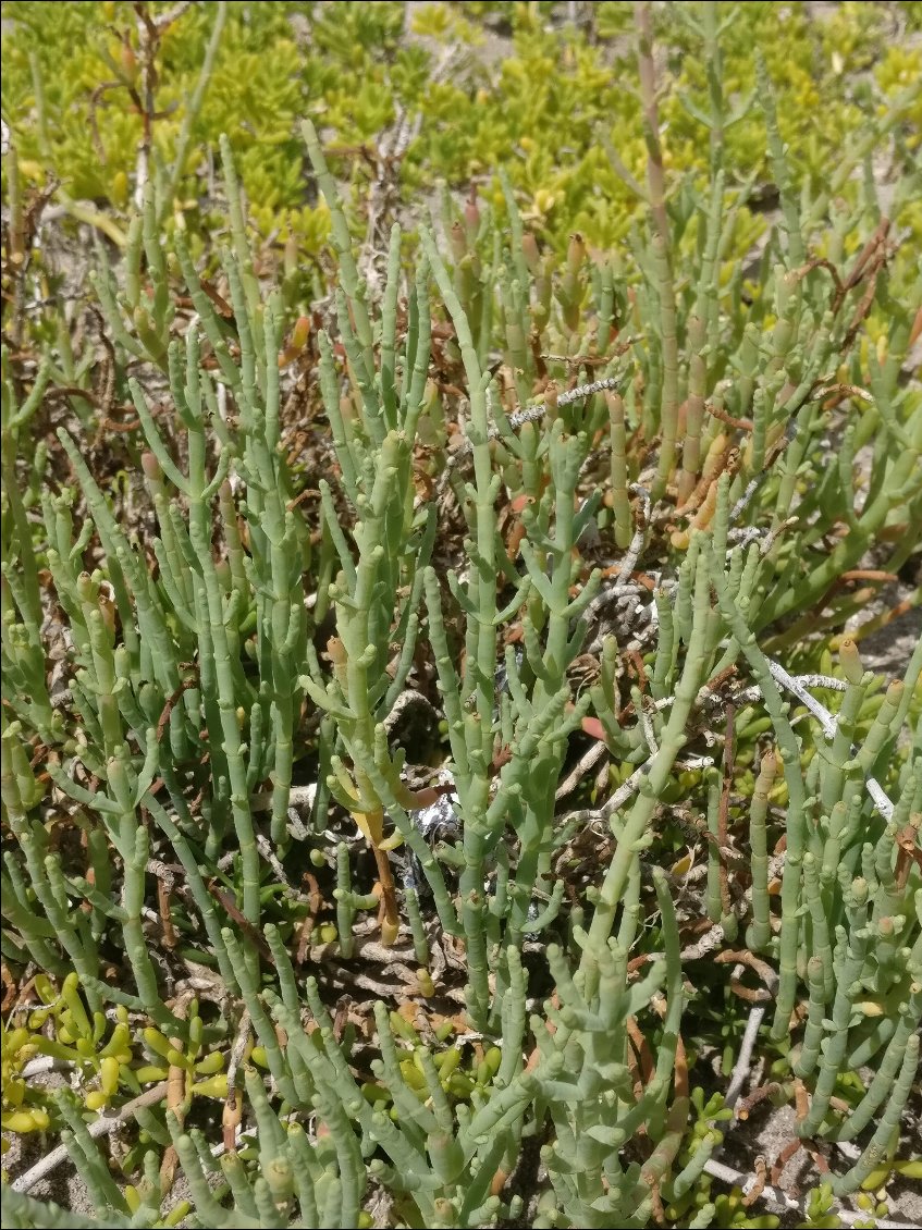 On dirait de la salicorne comme sur les plages de La Manche d'où je suis originaire.