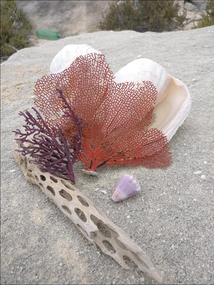 Échantillon de belles trouvailles sur la plage (+ un déchet en arrière plan).