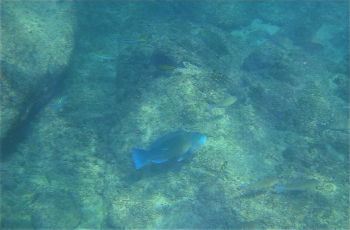 Le plus gros: peut-être un poisson-perroquet