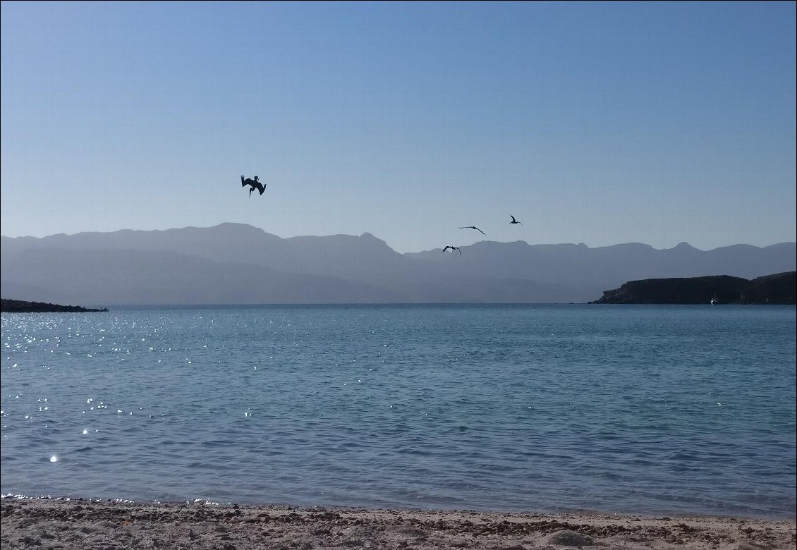 Profusion de nourriture dans cette baie pour les oiseaux marins.