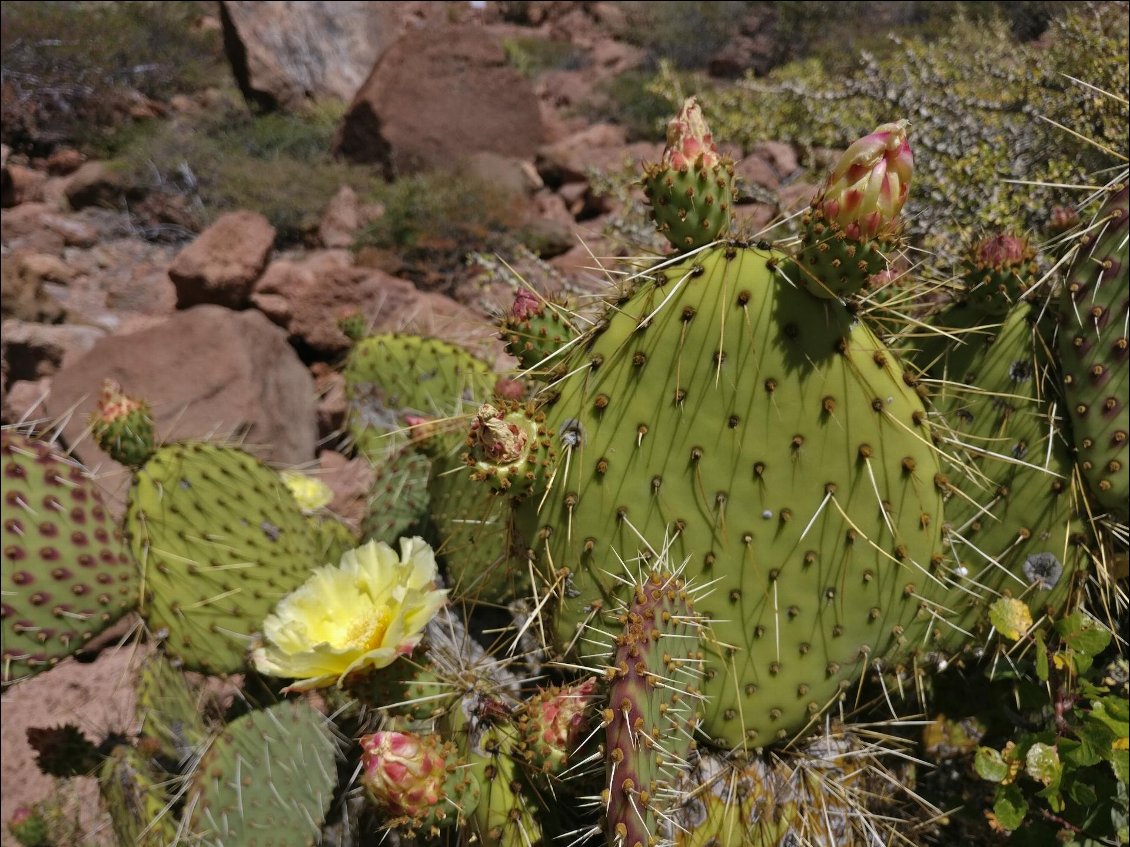 Je ne pensais pas voir autant de fleurs dans le désert.