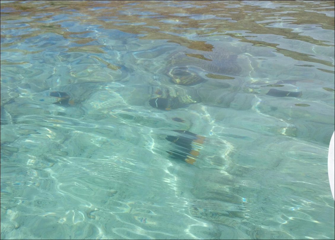 Les poissons-ange roi sont nombreux dans les baies peu profondes.