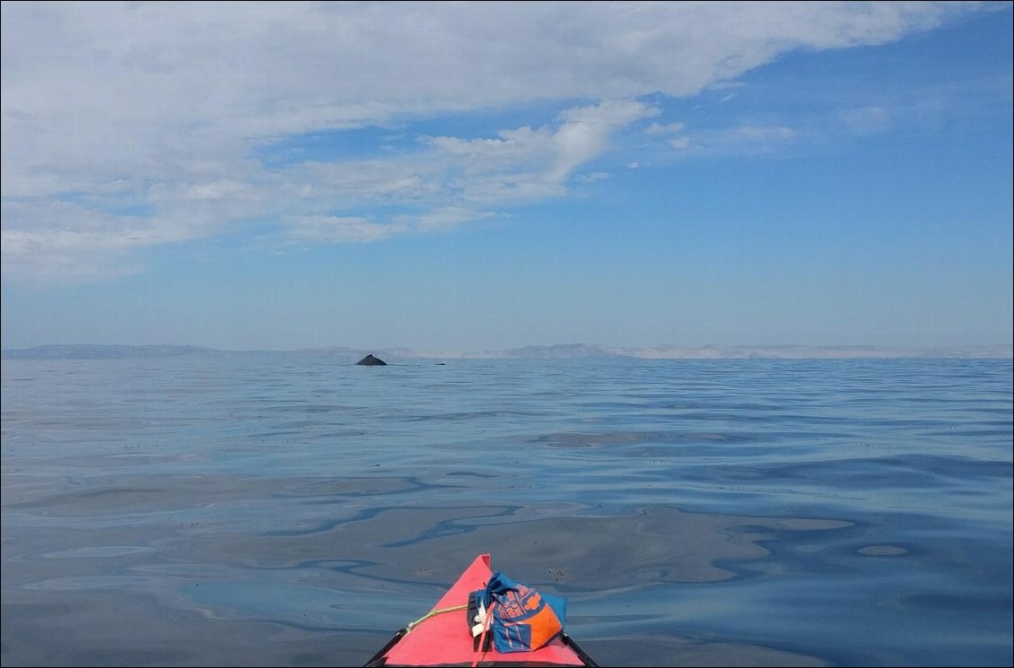 La nageoire dorsale avec une petite protubérance qui est spécifique des baleines à bosse.