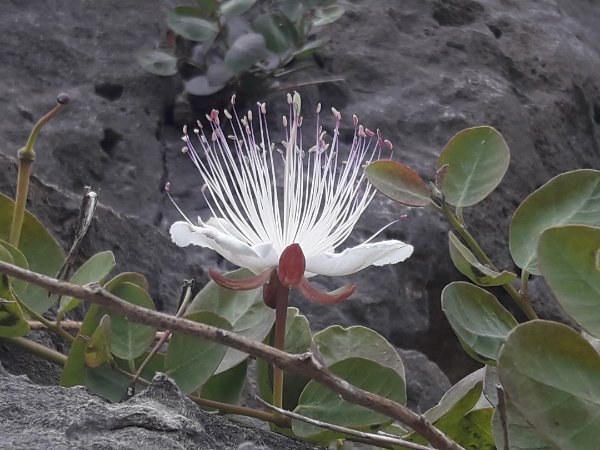 La fleur du Caprier