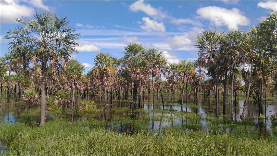 Le Chaco, marais de chaque côté de la route - Paraguay