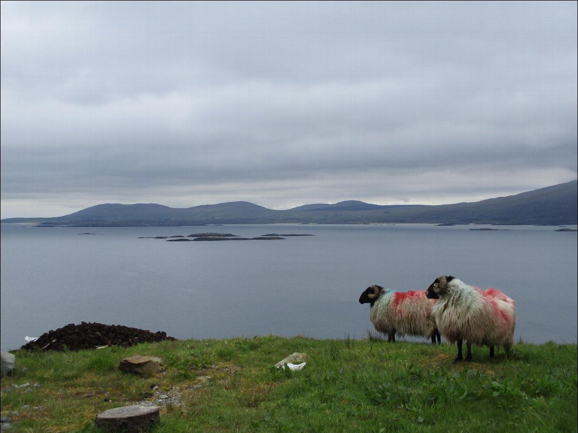 Je ne pouvais pas quitter le Connemara sans vous mettre une photo de moutons.