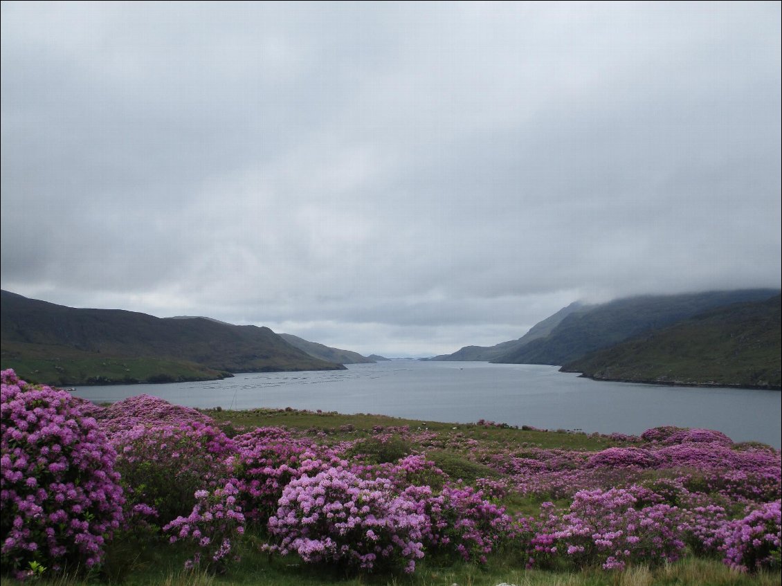 Le fjord de Killary est en fleurs.