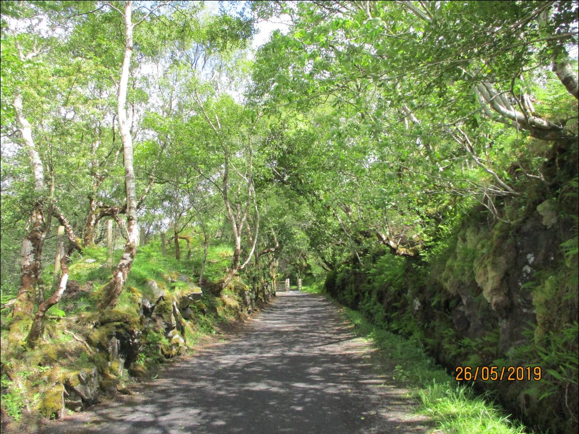 Un petit passage dans la verdure.