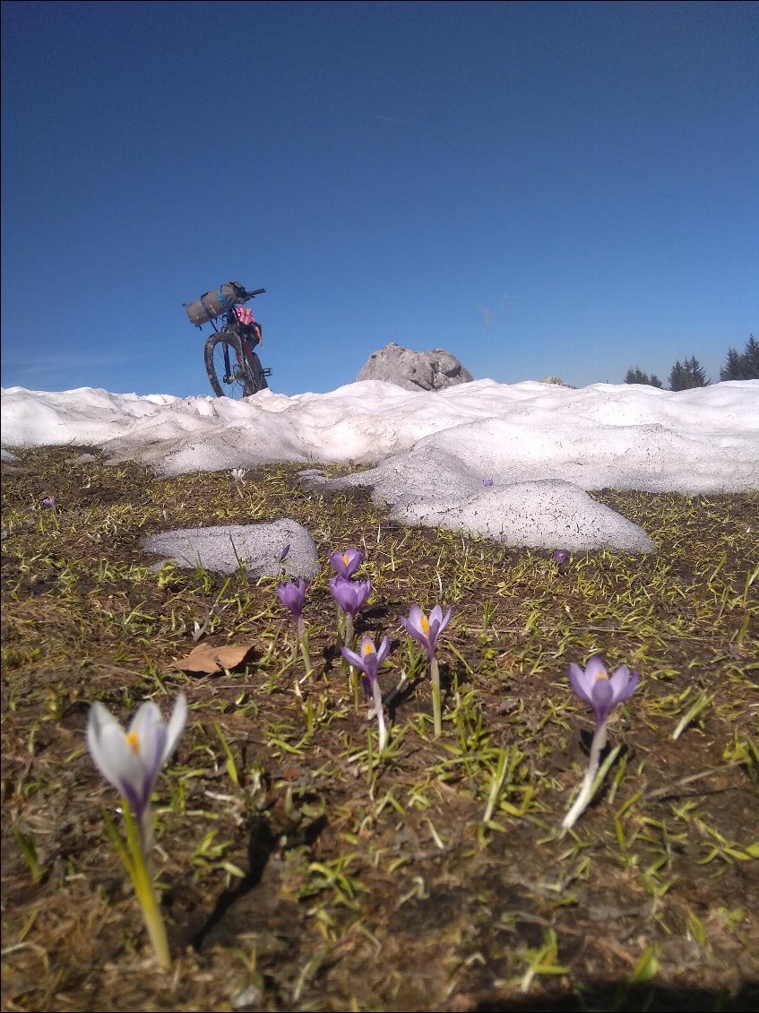 Crocus au col du loup...se faire coquer par le loup...miam