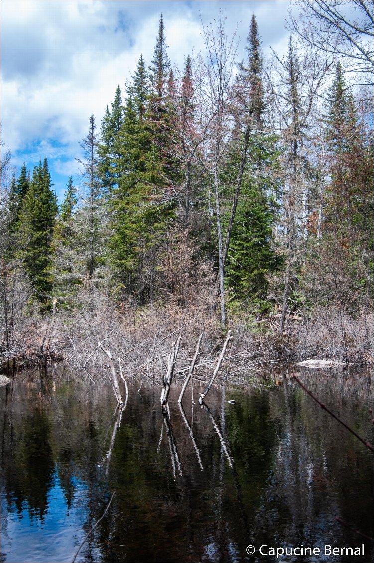 Partie 1 - Montréal - Tadoussac