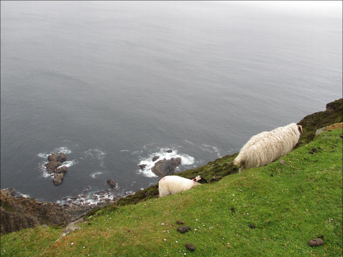 Au bord du bord, disons alors à ras bord. Les moutons sont les chamois d'Irlande.