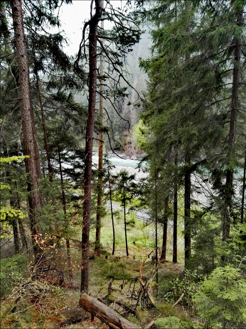 Portage dans la forêt. En bas, le Rhin antérieur