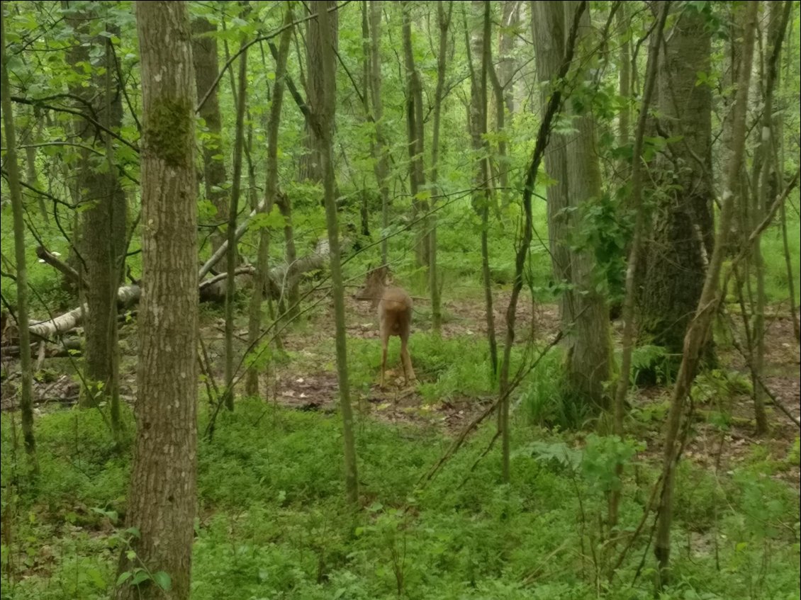 Première rencontre de la faune sauvage