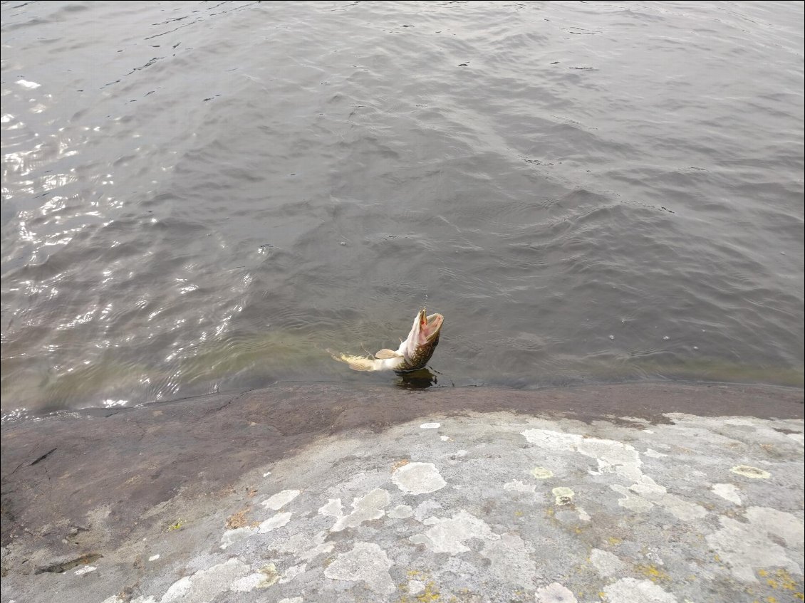 Le premier brochet que j'attrape hors du lac du Domaine du Lac (là où j'ai grandi)