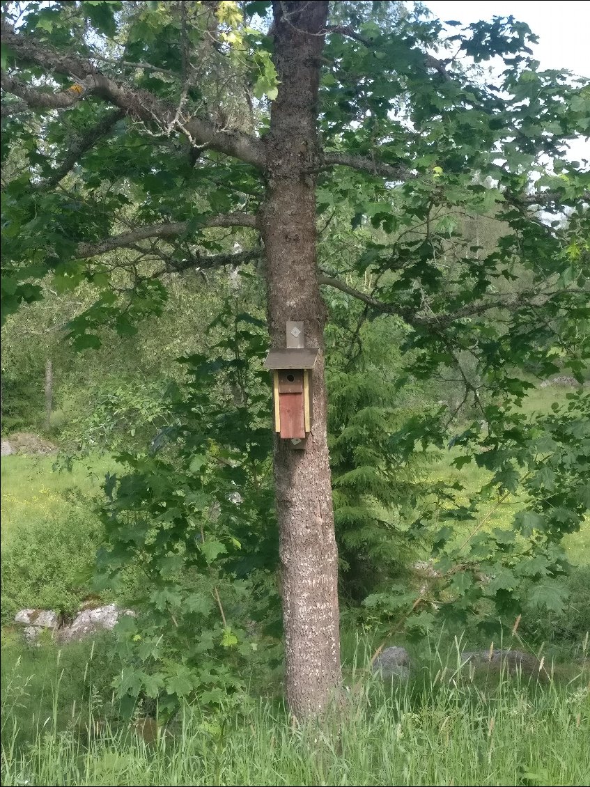 Des cabanes à oiseaux comme celle ci, il y en a vraiment beaucoup en Suède. En pleine nature, à côté des habitations et même en ville dans des parc!