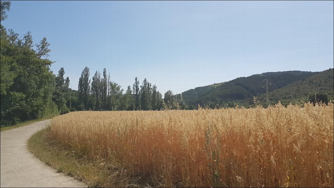 Les blés sous 40°. Ils le vivent mieux que nous