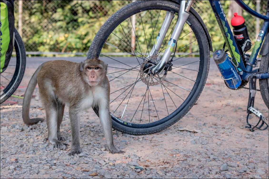 Singe pas content au Cambodge. Il fouillait dans la remorque à la recherche de nourriture et n'a pas aimé quand on a tenté de le faire déguerpir !