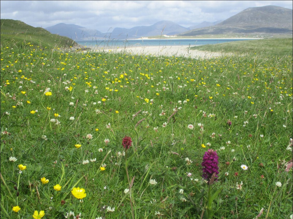 La végétation du machair.