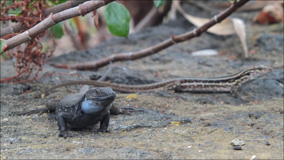 Lézard endémique.