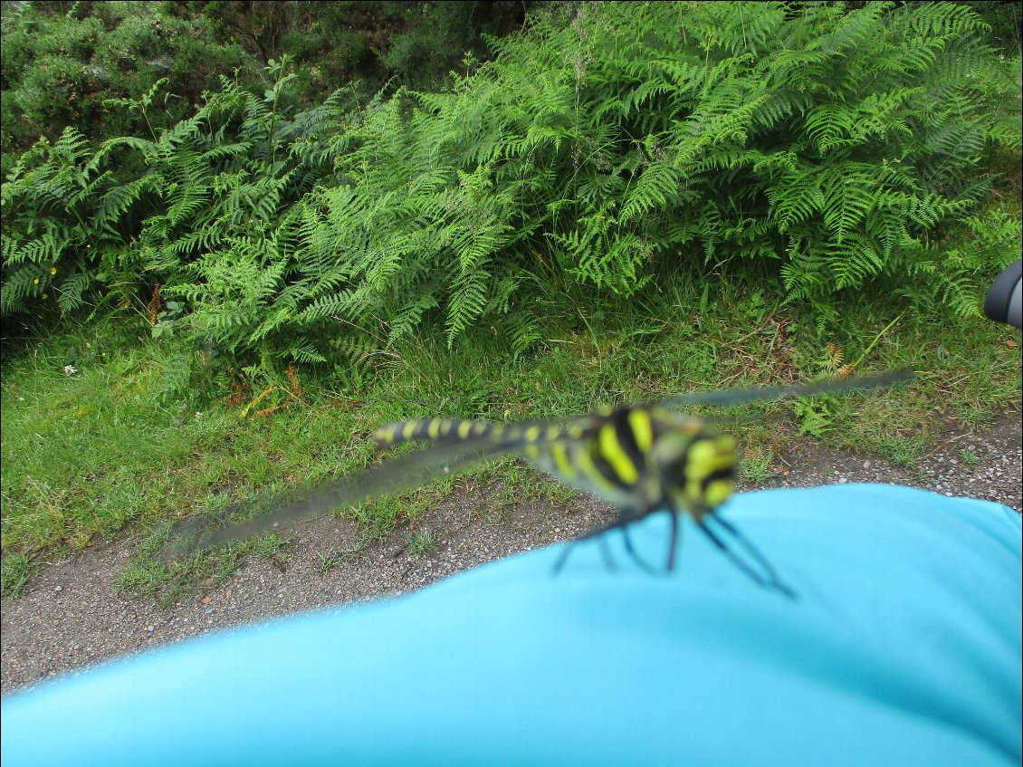 Attaque surprise par une "guêbellule", un croisement entre une guêpe et une libellule. J'ai pris celle-ci en pleine face. Sonnée, elle est restée une bonne minute sur mon bras.